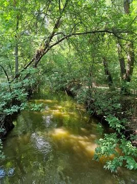 A small river floats between trees in a recreation park in Ukraine Stock Photos