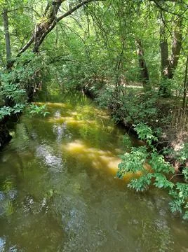 A small river floats between trees in a recreation park in Ukraine Stock-Fotos