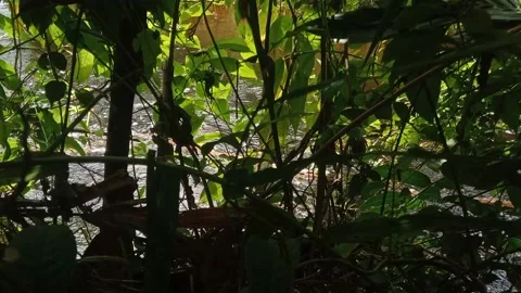 Small River Flow Stock Footage 213531448