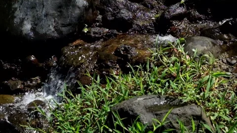 Small river flow with green grass and stones Stock Footage 299407056