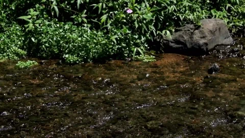 Small river flow with natural green grass Stock Footage 299405162