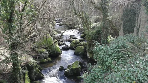 Small river flowing amid nature in Ribeira Sacra, Spain Stock Footage 303310098