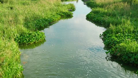 A small river flowing among the green coastal vegetation. Stock Footage 280771238