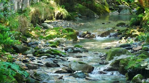 Small river flowing in a forest. Glimpses of sun through the branches. Video stock 152733716