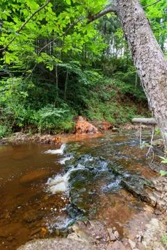 Small river flowing in the forest Stock Photos