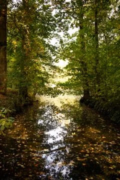 Small river flowing in the forest in the waters of which there are many leaves Foto stock
