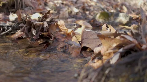 Small River Flowing Over Leafs Vídeo Stock 235220698