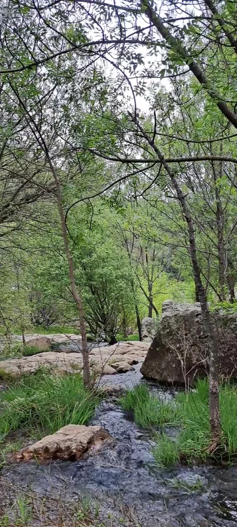 Small river flowing over rocks and between trees Stock Footage 315601849