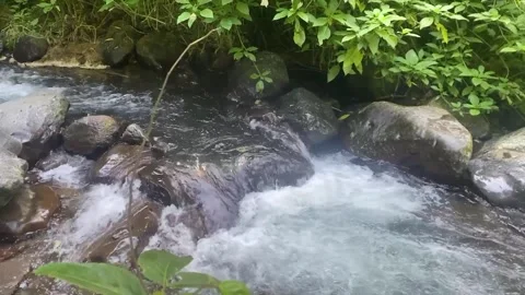 Small river flowing stream in forest Stock Footage 287416436