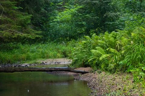 Small river flowing though the forest with fallen trees. Stock Photos