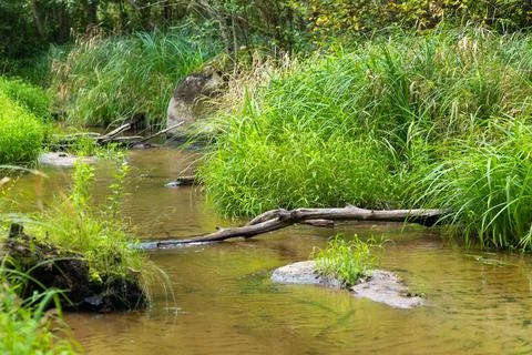 Small river flowing though the forest with fallen trees. Stock Photos