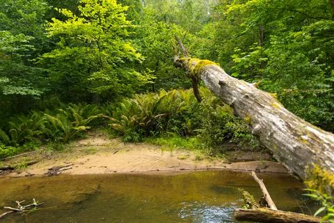 Small river flowing though the forest with fallen trees. Stock Photos