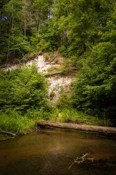 Small river flowing though the forest with fallen trees. Stock Photos