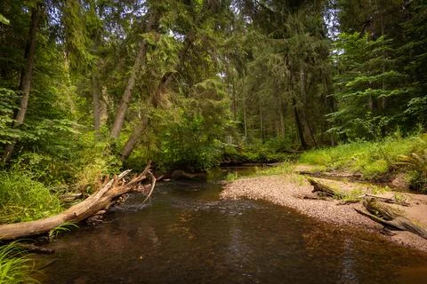 Small river flowing though the forest with fallen trees. Stock Photos