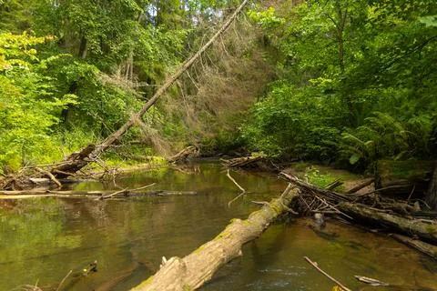 Small river flowing though the forest with fallen trees. Stock Photos