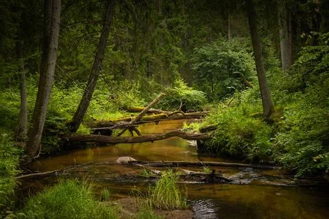 Small river flowing though the forest with fallen trees. Stock Photos