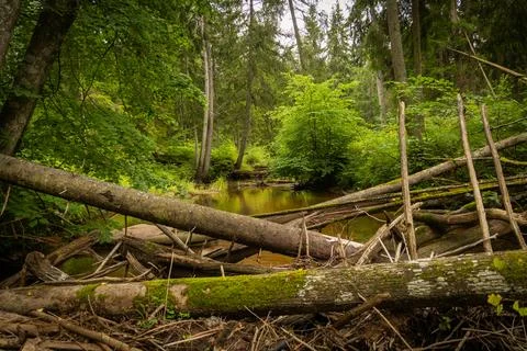 Small river flowing though the forest with fallen trees. Stock Photos
