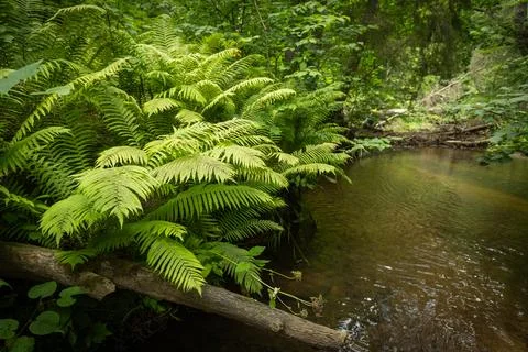 Small river flowing though the forest with fallen trees. Stock Photos
