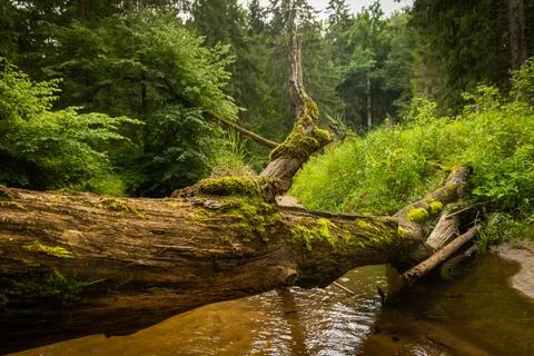 Small river flowing though the forest with fallen trees. Stock Photos