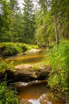 Small river flowing though the forest with fallen trees. Stock Photos
