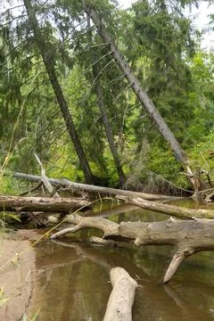 Small river flowing though the forest with fallen trees. Stock Photos