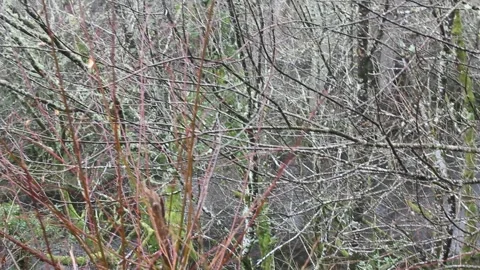 Small river flowing through bare trees in the Galician autumn forest, Spain Stockbeeldmateriaal 332592339