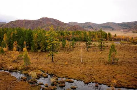A small river flowing through a beautiful valley painted yellow in autumn. Foto stock