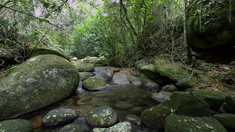 Small River Flowing Through Dense Lush Green Forest Stock-Fotos