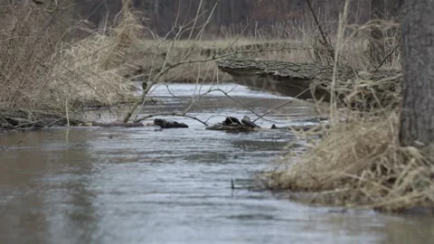 Small river flowing through fields, banks with trees, moving lasts and rushes Stock Footage 235375748