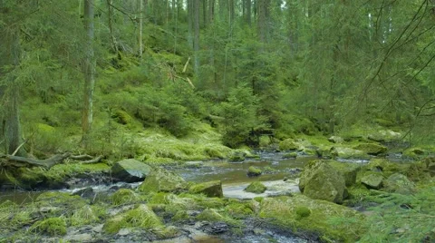 Small River Flowing Through Forrest 動画素材 63214652