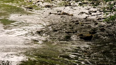 A small river flowing through a forrest Stock Footage 95434404