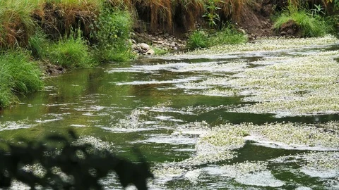 A small river flowing through a forrest Vídeo Stock 95434858