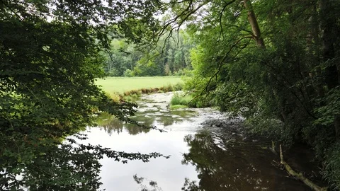 A small river flowing through a forrest Vídeo Stock 95435335