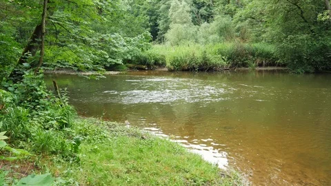 A small river flowing through a forrest Vídeo Stock 95436107