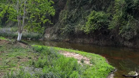 Small river flowing through green rural landscape Stock Footage 332611665
