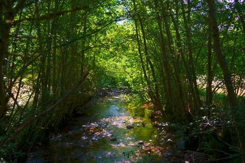 Small river flowing through green lush forest in summer Stock Photos