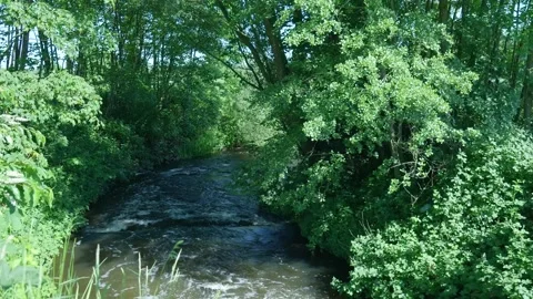 Small river flowing through a lush green forest in summer Stock Footage 339311921