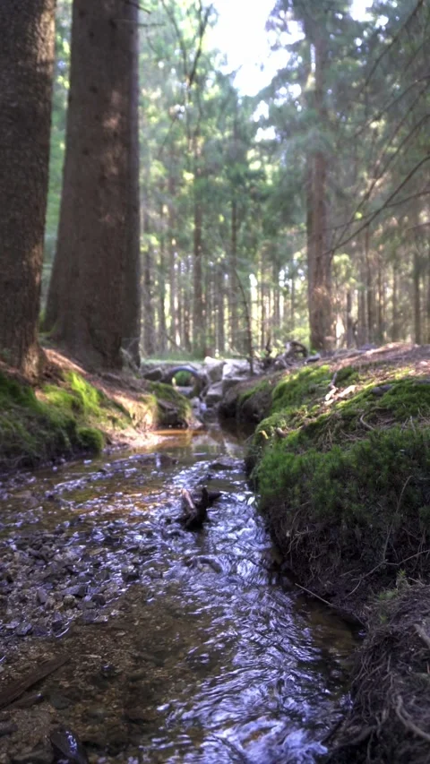 Small River Flowing Through a Peaceful Forest Stock Footage 283917271