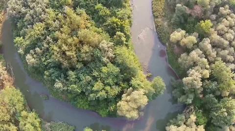 Small river flowing through the woods Vídeos de archivo 54484736