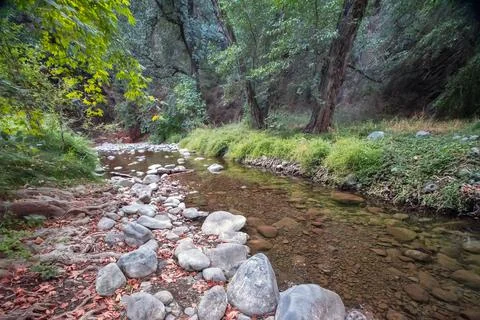 Small river flowing through woods in Paphos forest, Cyprus Stock Photos