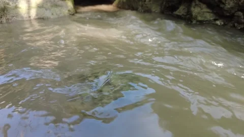 Small river flowing in a village Video stock 226056324