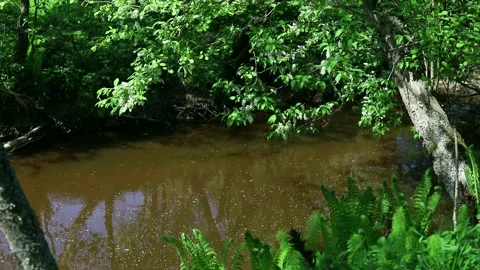 A small river flows among the trees Stock Footage 154690462