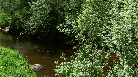 A small river flows among the trees Stock Footage 154690712