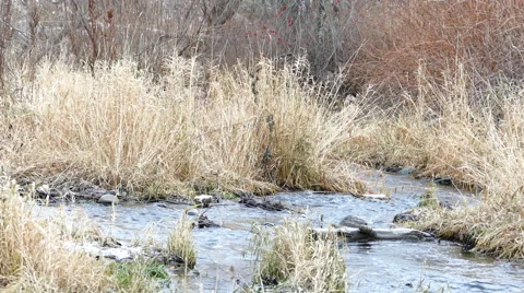 Small river flows in autumn forest Stock Footage 46465068
