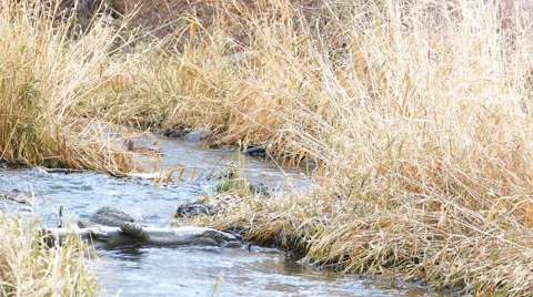 Small River Flows in Autumn Forest With Duck Swimming Stock Footage 47074154