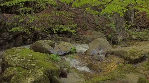 A small river flows between rocks in a beautiful beech forest in the light 스톡 동영상 78045739