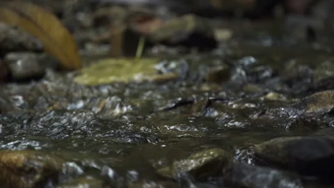 A small river flows cleanly and freshly through the forest Stock Footage 264897120