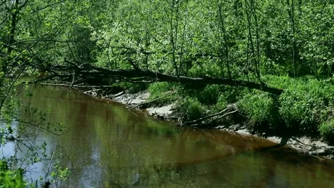 A small river flows in the forest, across it lies a fallen tree Stock Footage 154690749
