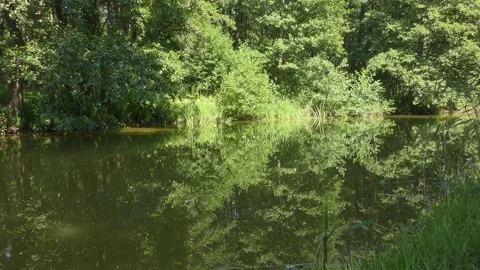 A small river flows quietly through a green forest Video stock 135864683
