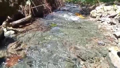 A small river flows swiftly with tall trees. Vidéo 331243057